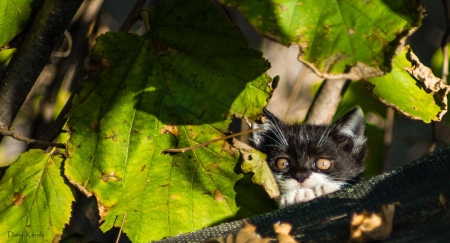 Autumn cat - sleepy, cute, beautiful, cat, sleeping, kitty, cats, hat, cat face, paws, face, animals, pretty, beauty, sweet, kitten, lovely