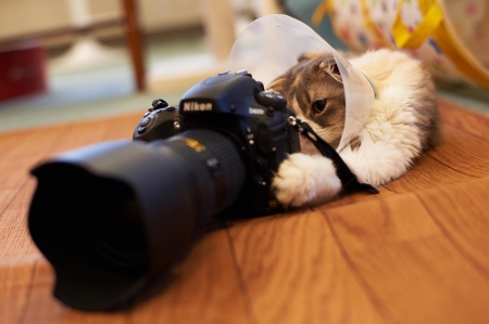 Cat photogtapher - sleepy, cute, beautiful, cat, sleeping, kitty, cats, hat, cat face, paws, face, animals, pretty, beauty, sweet, kitten, lovely