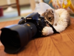 Cat photogtapher