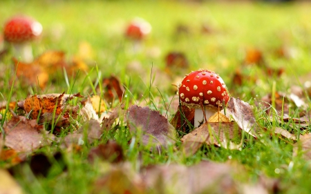 Mushroom - grass, Mushroom, nature, plant