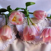 Lovely pink  tulips