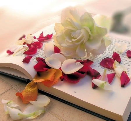 White rose and petals - red, book, wallpaper, rose, still life, abstract, time, white, petals, photography, orange