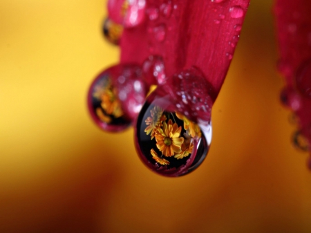 Reflections of a Flower - flower, nature, water, reflection