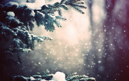 It's beginning to look like winter - Trees, Snow, Cold, Snowflakes, Winter, White