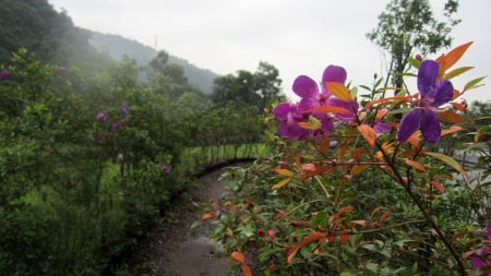 mountain trail - trail, mountain, rain, mist, flower