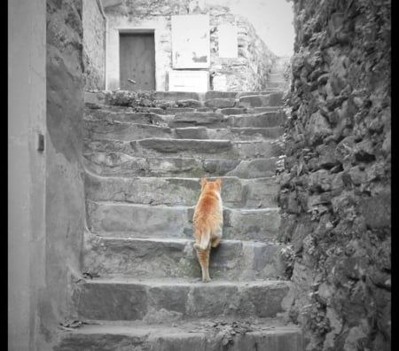 ♥♥♥ - grey, stairs, cats, stones, animals