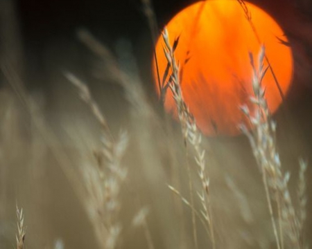 orange moon - moon, nature, orange, photography