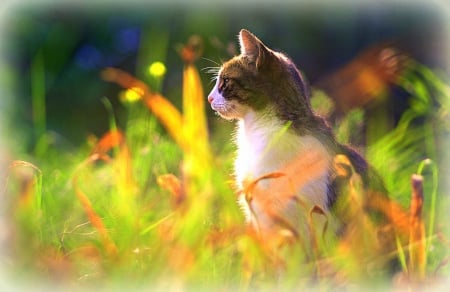 ★Beautiful Memories★ - pets, softness beauty, creative pre-made, beautiful, photography, colors, lovely, cool, cat, memories, flowers, nature, cute, love four seasons, animals, kitty