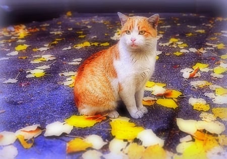 ★Cat in the Autumn★ - creative pre-made, leaves, plants, trees, softness beauty, beautiful, photography, colors, lovely, cool, fall season, cat, nature, autumn, cute, animals, kitty