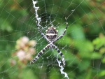 Caribbean Spider