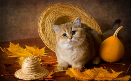 Still life - cat, still life, animals, hat