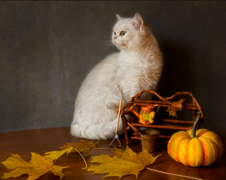 Still life - animals, cute, pet, cat, still life