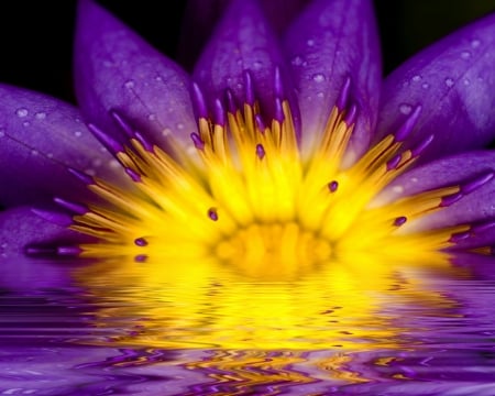 Beautiful flower - purple, reflection, flower, petals