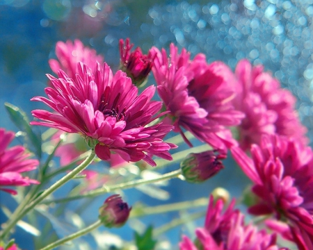 Pink Chrysanthemum - flowers, chrysanthemum, pink, beautiful