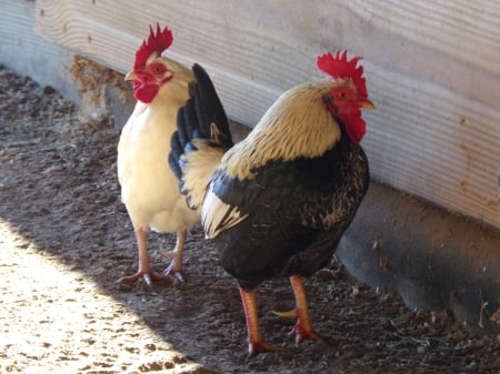 Bamai Rooster - pets, bamai, photographer, chicken, rooster, macro, beautiful, animal, cute, barn