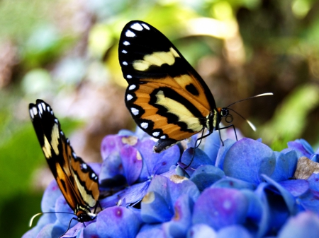 butterflies in blue flowers - beauty, nice, critters, animals, butterflys, colorful, gardens, outdoors, plants, bugs, nature, gorgeous, insects, beautiful, flowers, cute