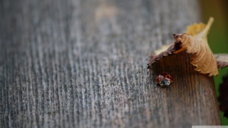 Ladybug in hiding - abstract, ladybug, photography, HD, leaves, fall, nature, autumn, bugs, macro, cute, leaf, animals, wildlife, wild, wallpaper