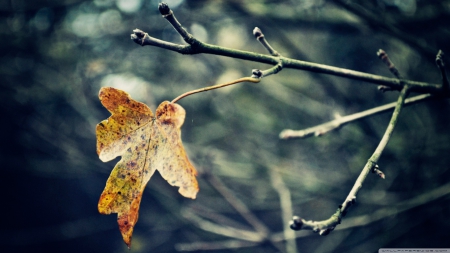 Last leaf - alone, forest, fall, wallpaper, leaves, abstract, branches, hd, last, photography, leaf, nature, autumn, cold