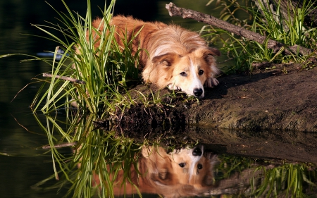 *** Border colli *** - colli, animal, animals, border, dogs, dog