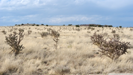 New Mexico