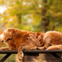 *** Golden retriever ***