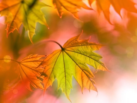 Autumn leaves - pretty, falling, trees, branches, beautiful, colors, lovely, leaves, fall, colorful, nature, season, autumn, nice, diliage