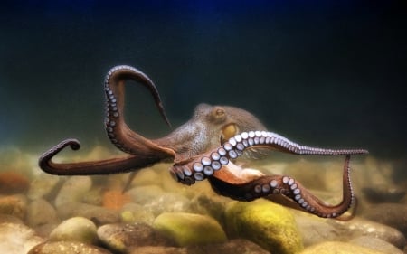 Octopus - animal, suckers, ocean, octous