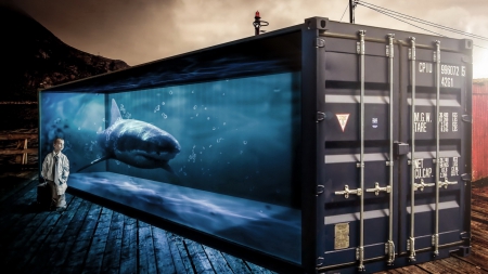 Shark Box Tank - wildlife, shark, fish, unique, fish tank