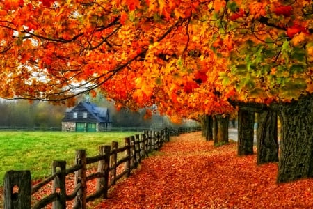 October - pretty, reflection, leaves, golden, nice, falling, branches, beautiful, mirrored, colors, lovely, tree, fall, glow, colorful, nature, autumn, october, foliage, shine