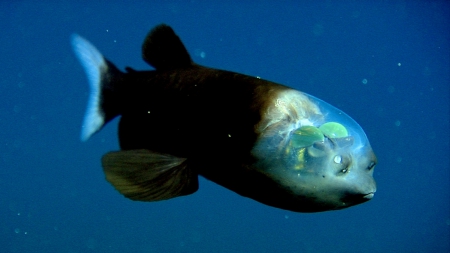 Barrelfish - barrelfish, ocean, unique, fish, sea