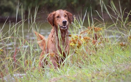 Dog - face, pretty, playful dog, cute, animals, beautiful, sweet, puppy, playful, dogs, puppies, lovely, dog face