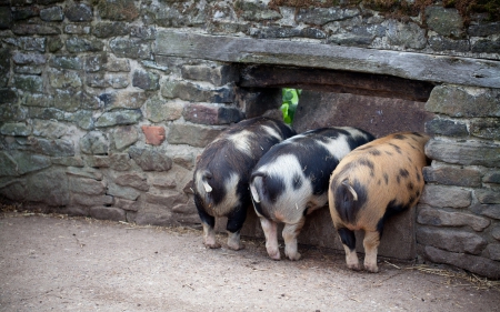 Trio - photo, trio, animals, pigs