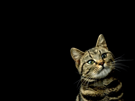 Cat - background, cat, animal, cute, black