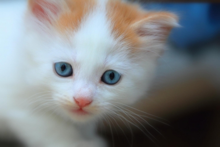 Cat - sleepy, cute, beautiful, cat, sleeping, kitty, cats, hat, cat face, paws, face, animals, pretty, beauty, sweet, kitten, lovely