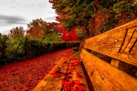 October - pretty, reflection, leaves, golden, nice, falling, branches, beautiful, mirrored, colors, lovely, tree, fall, glow, colorful, nature, autumn, october, foliage, shine