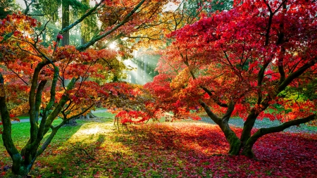 October - nice, autumn, colorful, mirrored, shine, foliage, fall, pretty, reflection, tree, golden, branches, falling, lovely, nature, glow, october, beautiful, leaves, colors