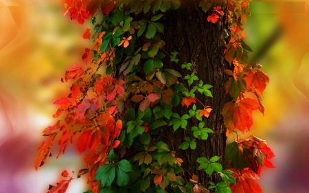 Autumn - fall, colors, tree, leaves