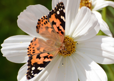 *** Butterfly on flower *** - white, flower, butterflies, animal, butterfly, animals