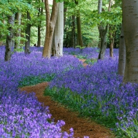 flowers in the forest