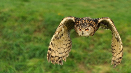 The Great Owl - nature, wildlife, birds, owls