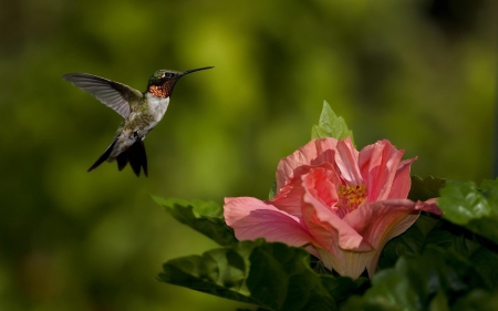 The Bird And The Flower - flower, pink, nature, bird