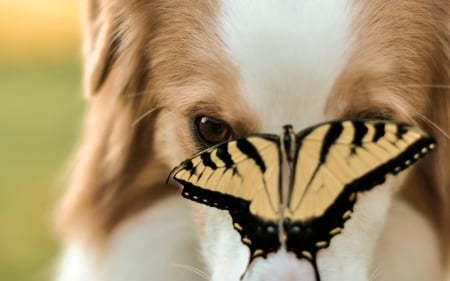 Adorable - adorable dog, adorable, eyes, animals, dog face, butterfly, dog, dogs, sweet, cute