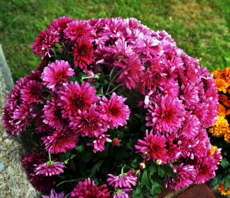 Fall Flowers - purple flowers, pretty flowers, fall flowers, autumn flowers