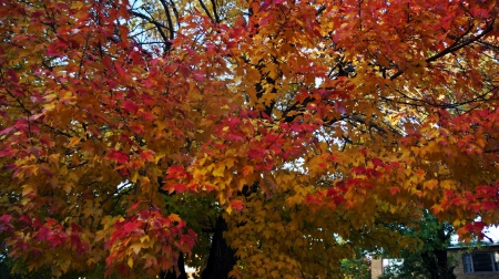 A Touch Of Fall - a touch of autumn, auutmn leaves, fall leaves, a touch of fall