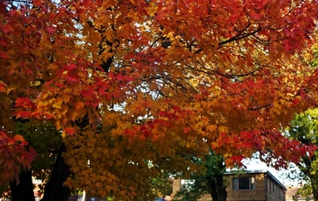 That Autumn Touch - that autumn touch, autumn trees, fall leaves, fall trees, autumn leaves