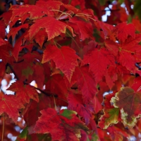 Red Autumn Leaves