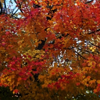 Beautiful Fall