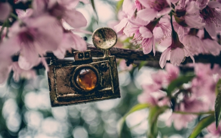 *** Old camera *** - spring, camera, tree, flowering