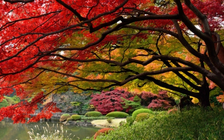 Maple Leaf Tree - japan, autumn, garden, red, leaf, maple, tree