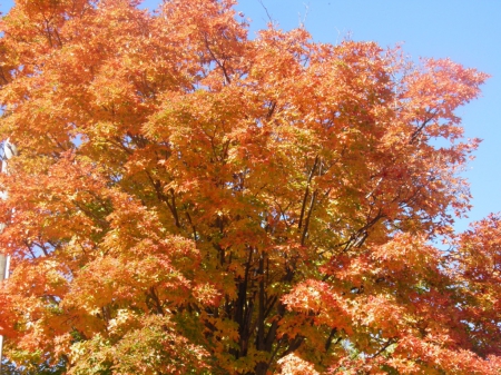 color - orange, big, pretty, mapletree